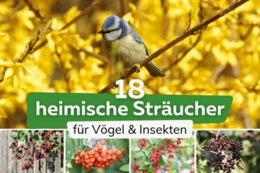 18 heimische Sträucher für Vögel und Insekten