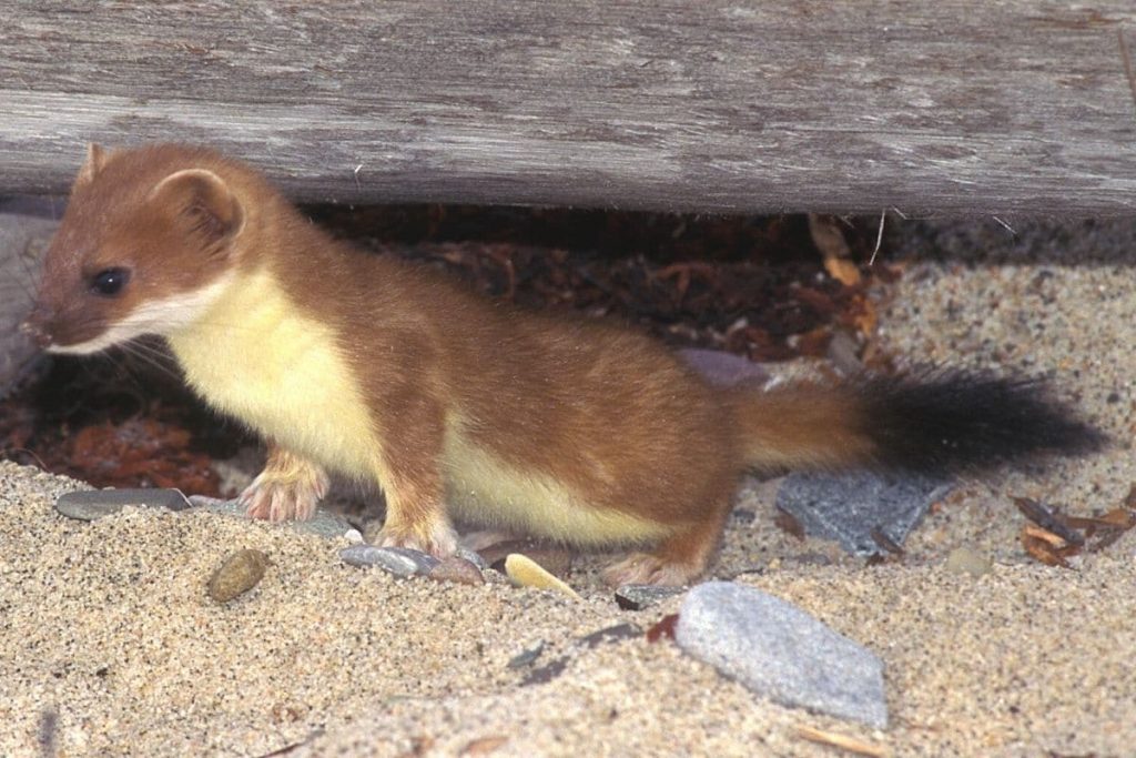 Hermelin - Mustela erminea