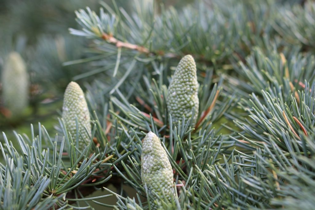 Himalaya Zeder - Cedrus deodara