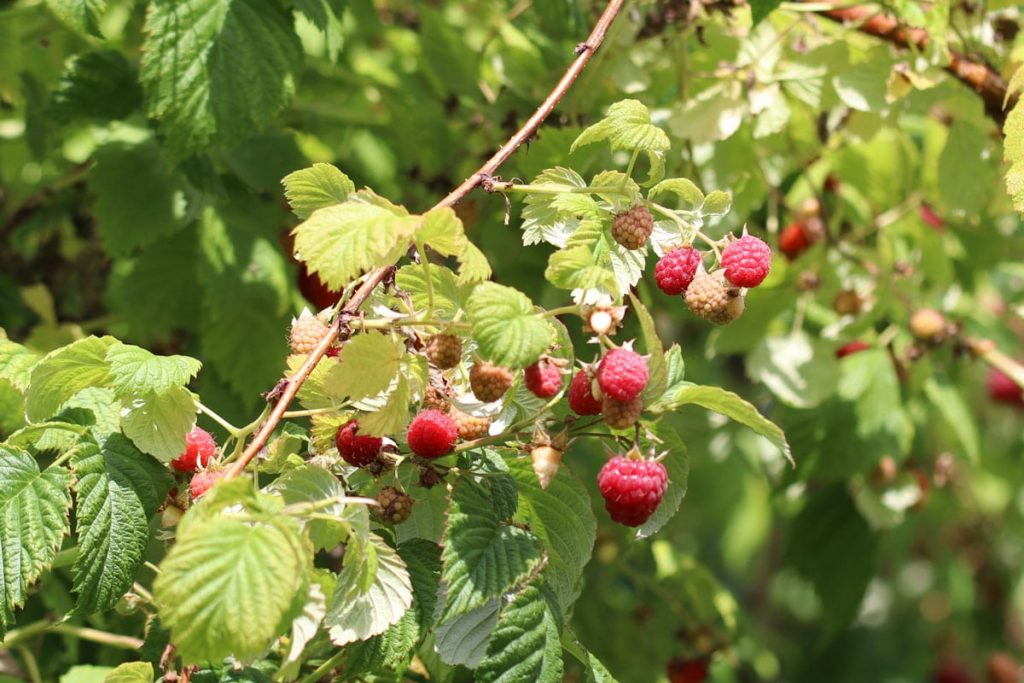 Vogelsträucher - Himbeeren