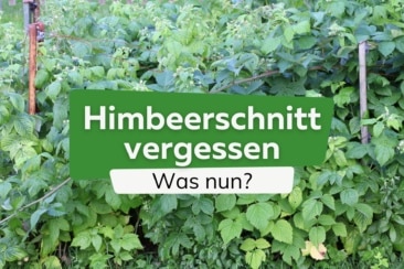 Himbeeren schneiden vergessen: was tun?