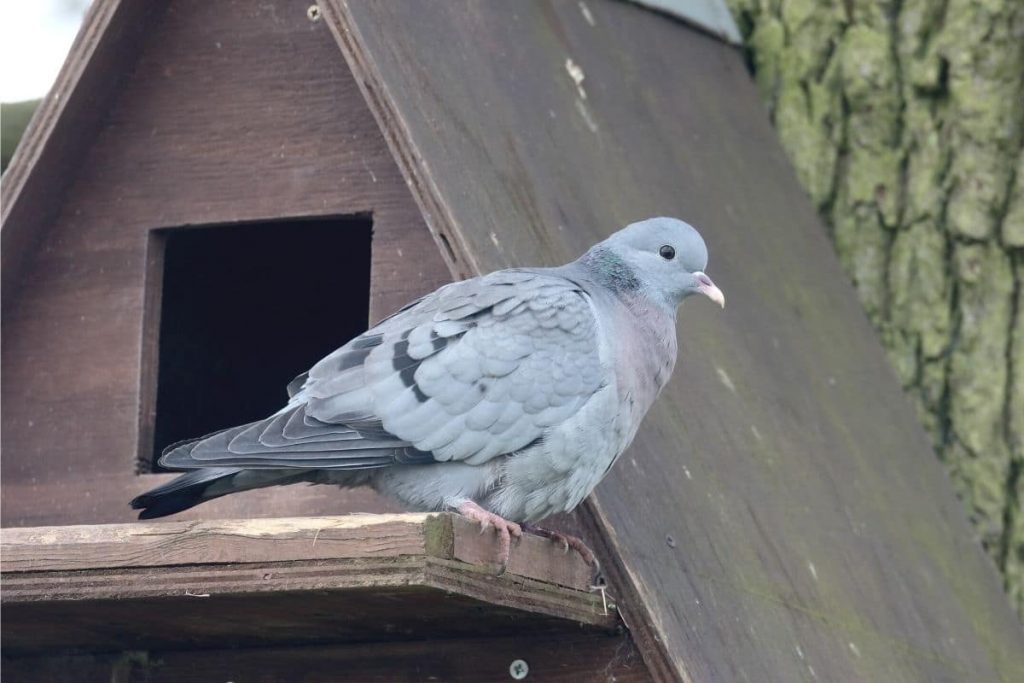 Hohltaube - Columba oenas