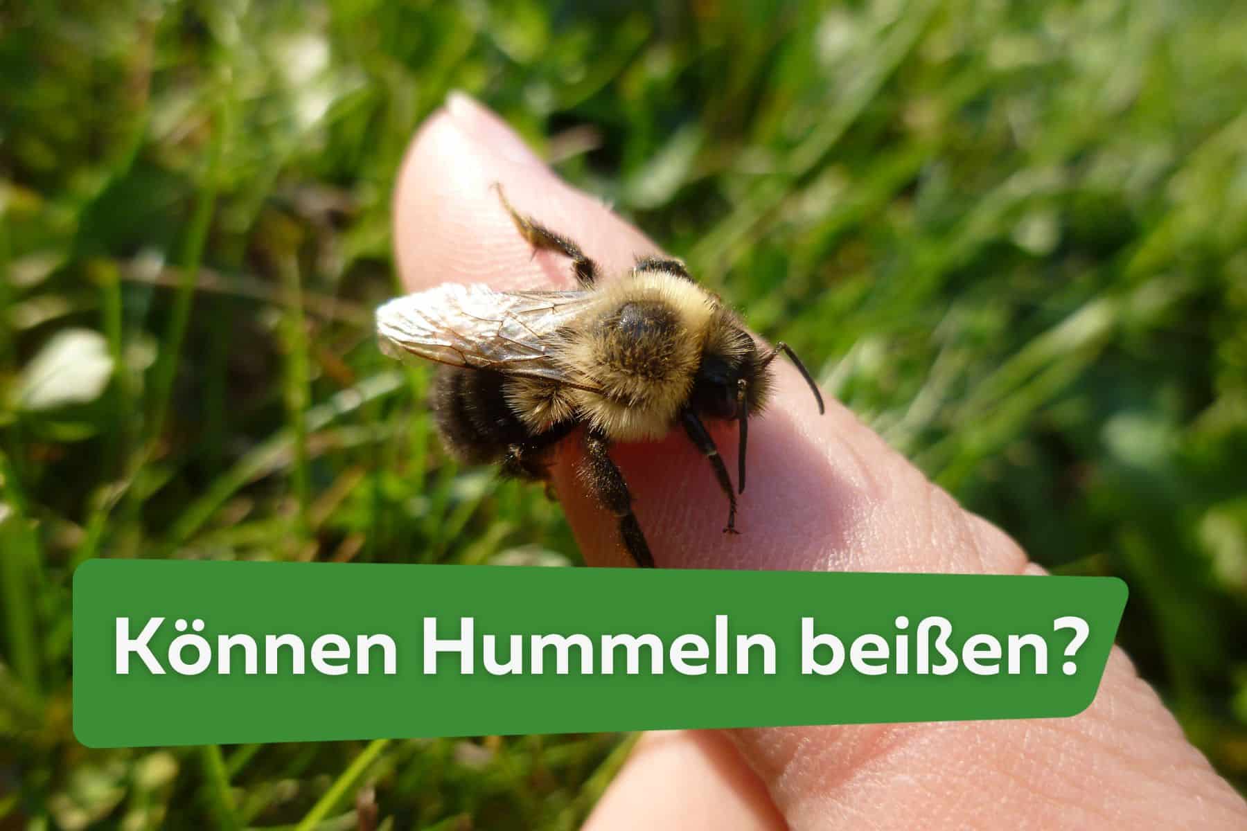 Hummelbiss: können Hummeln wirklich beißen?