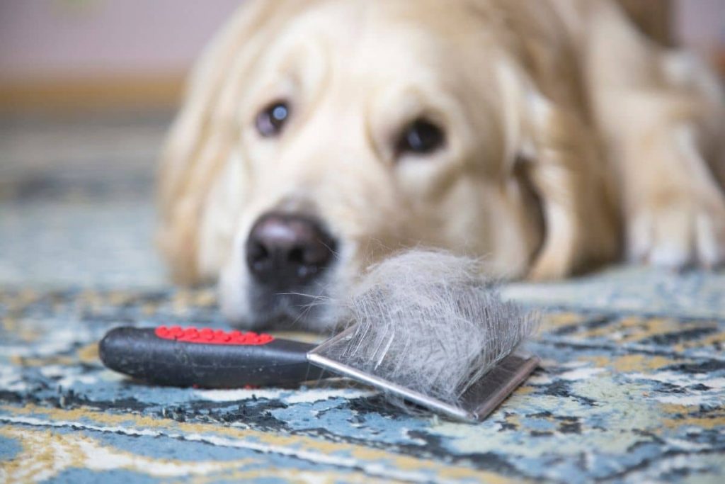 Hundehaare in Bürste