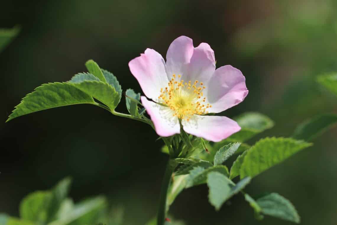 Hundsrose (Rosa canina)