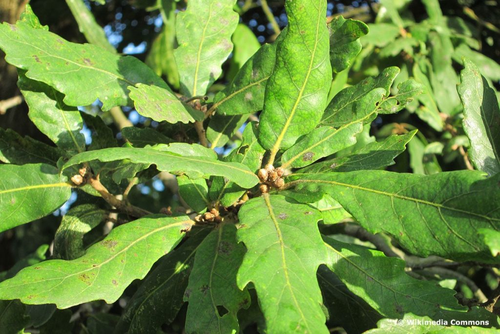 Immergrüne Eiche (Quercus x turneri, "Pseudoturneri")