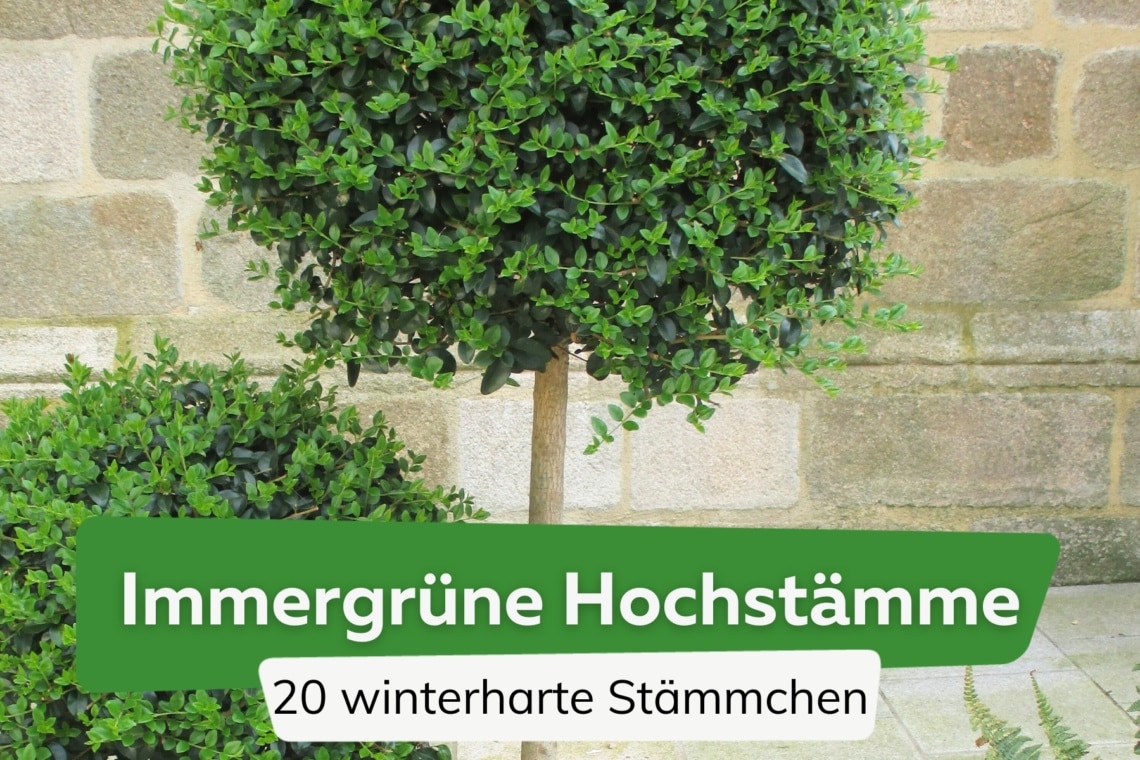Immergrüne Hochstämme 20 winterharte Stämmchen