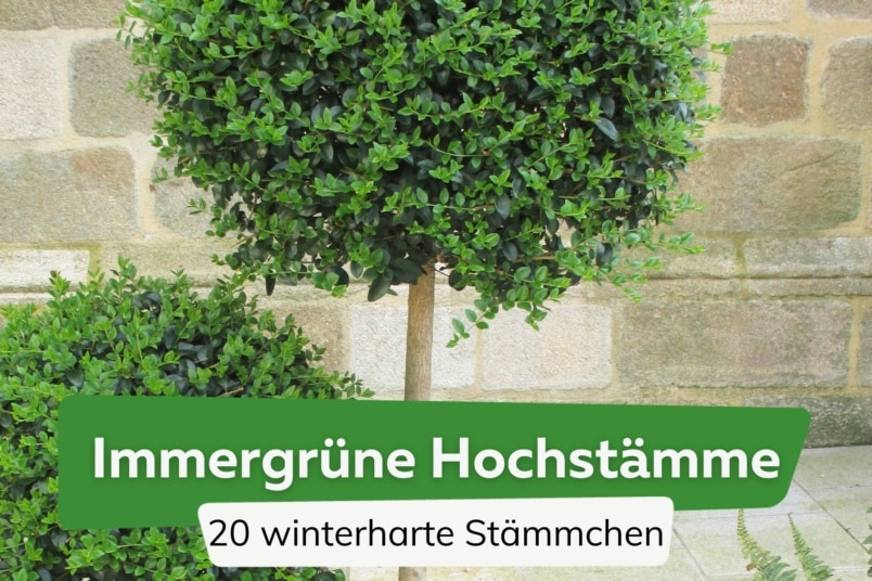 Immergrüne Hochstämme: 20 winterharte Stämmchen