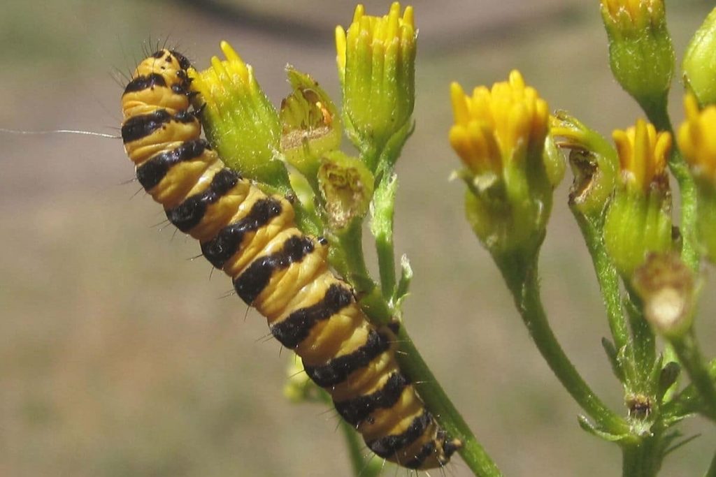 Schwarz-gelbe Raupe - Jakobskrautbär - Tyria jacobaeae