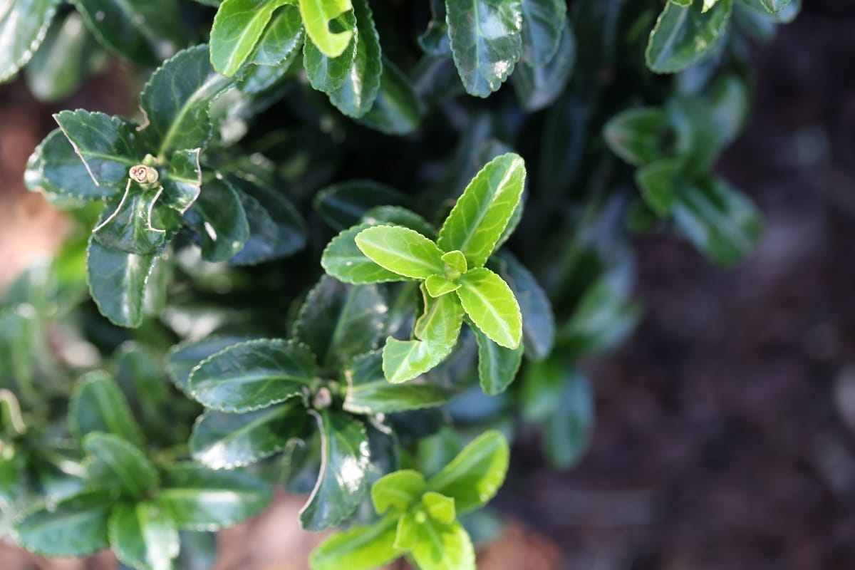 Japanischer Spindelstrauch - Euonymus japonicus