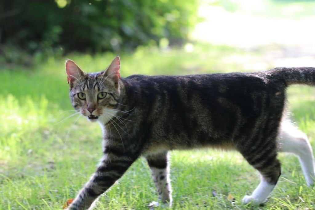 Katze im Garten