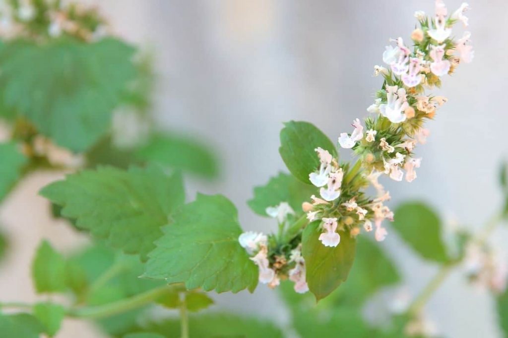 Katzenminze - Nepeta cararia