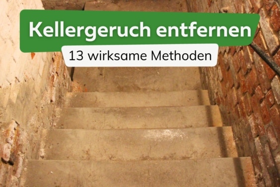 Kellergeruch entfernen: 13 Methoden gegen Modergeruch