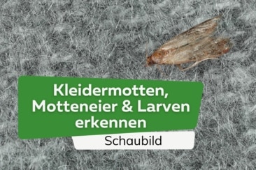 Kleidermotten, Motteneier & Larven erkennen: Schaubild