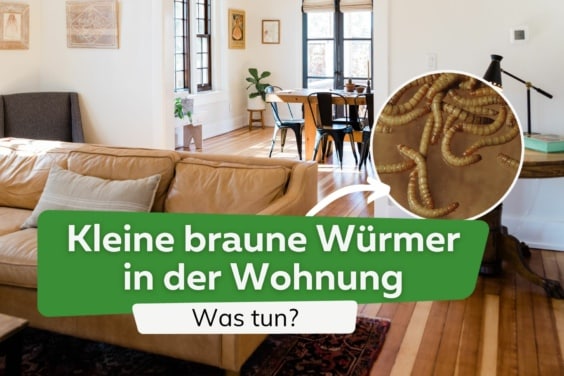 Kleine braune Würmer in der Wohnung: was tun? | Mehlwürmer