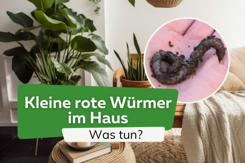 Kleine rote Würmer im Haus: schnelle Hilfe