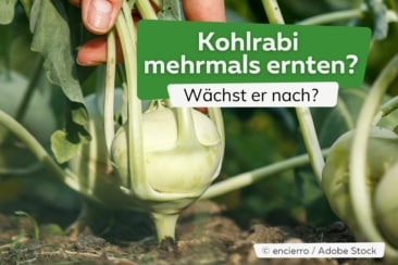 Kohlrabi mehrmals ernten? Wächst er nach?