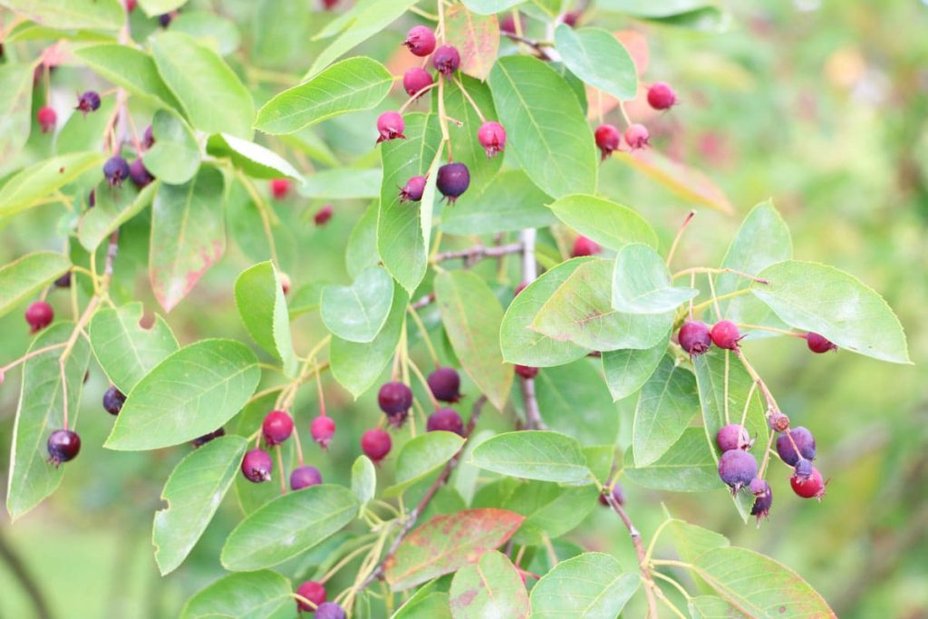 Kupfer-Felsenbirne - Amelanchier lamarckii