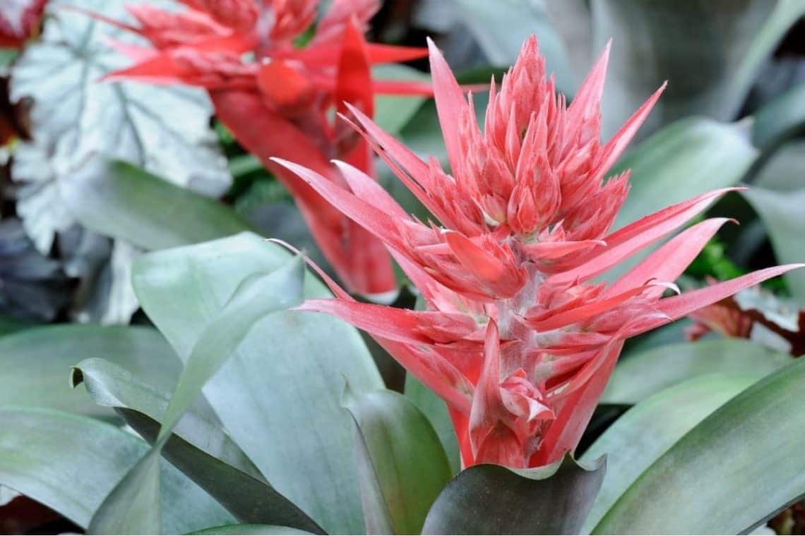 Lanzenrosette (Aechmea)