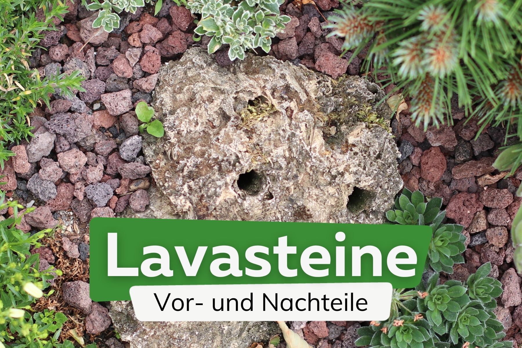 Lavasteine: Vor- und Nachteile von Lavamulch & Kies