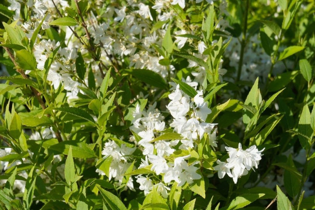 Maiblumenstrauch - Deutzia gracilis