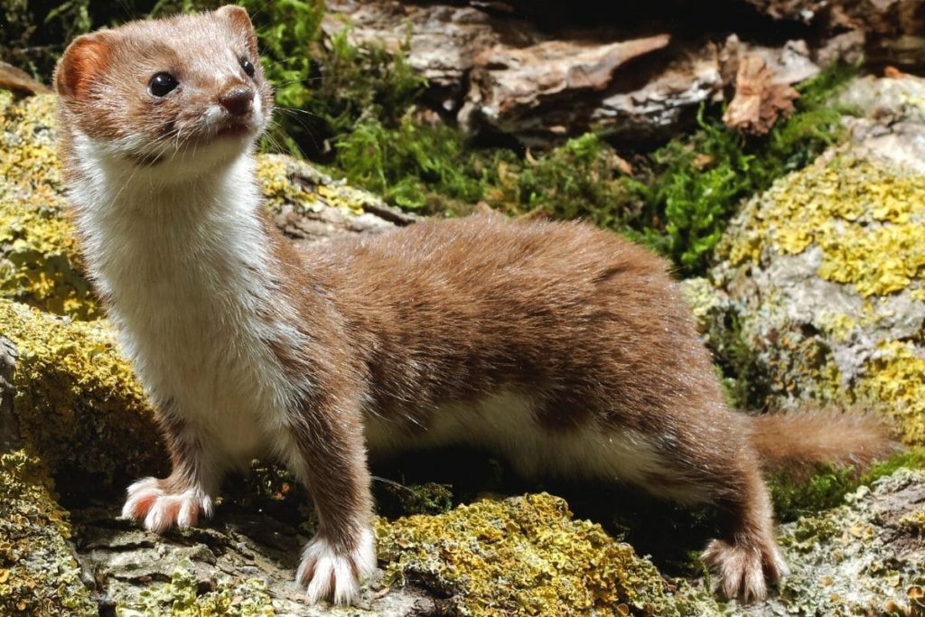 Mauswiesel - Mustela nivalis