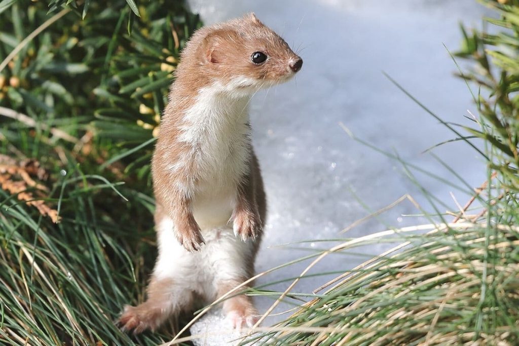 Marderarten - Mauswiesel - Mustela nivalis