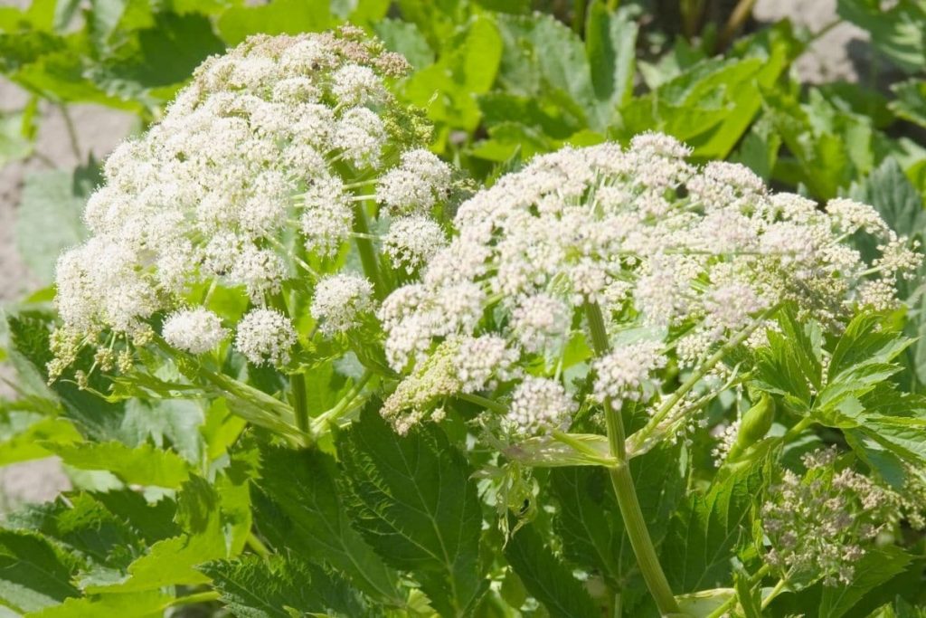 Meisterwurz - Peucedanum ostruthium