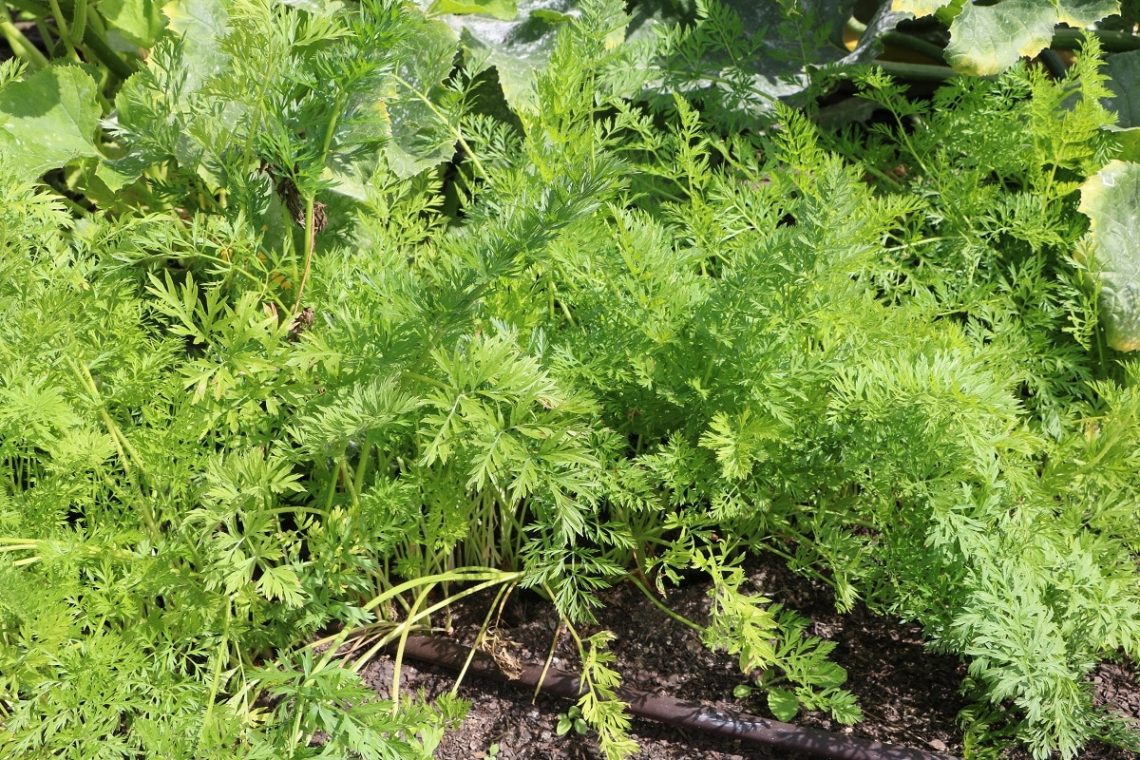 Möhren (Daucus carota)