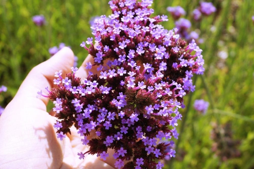 Blühender Oregano in Hand