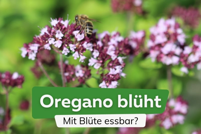 Oregano blüht: ist er mit Blüte essbar?