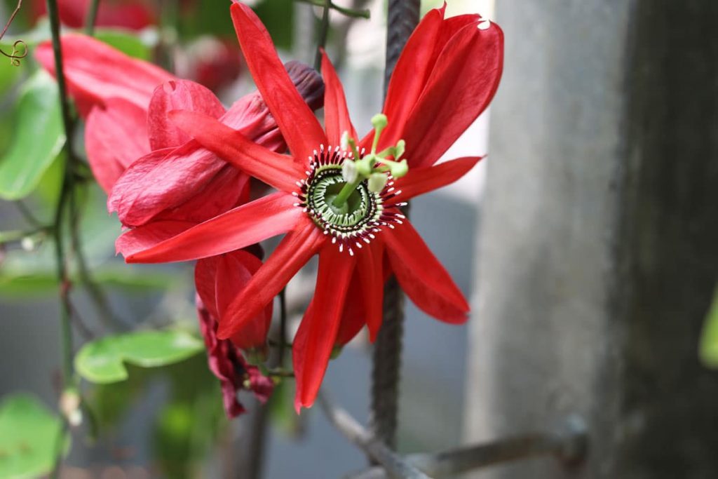 Dauerblüher für Balkon und Terrasse - Passionsblume