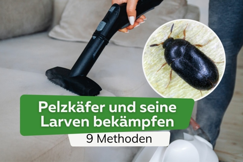 Pelzkäfer und seine Larven bekämpfen: 9 Methoden