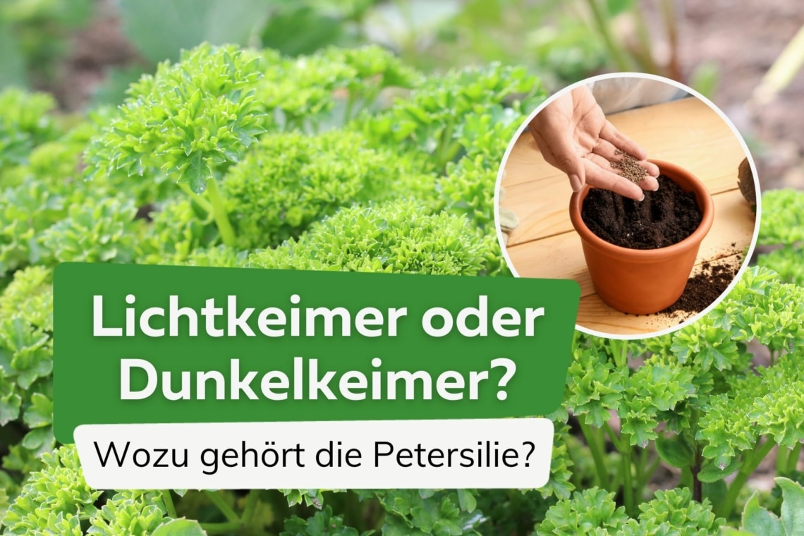 Petersilie: Lichtkeimer oder Dunkelkeimer?