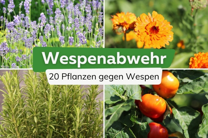 Diese 20 Pflanzen halten Wespen fern