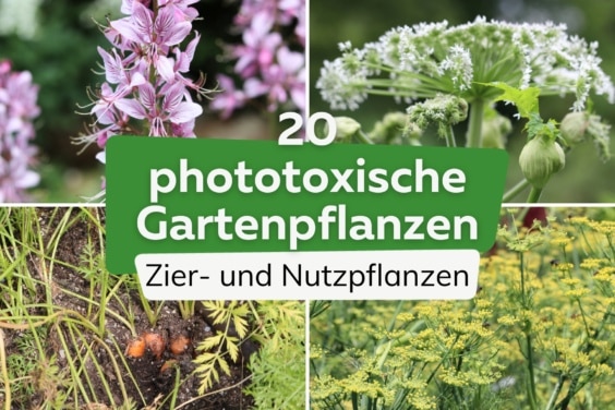 Achtung: 20 phototoxische Pflanzen im Garten