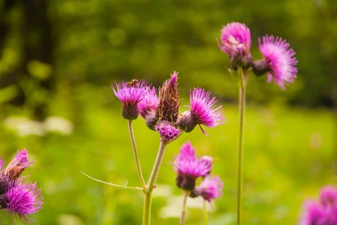 Purpur-Kratzdistel (Cirsium rivulare)