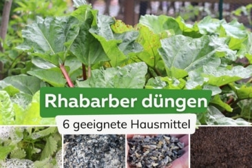 Womit Rhabarber düngen? 6 wirksame Hausmittel