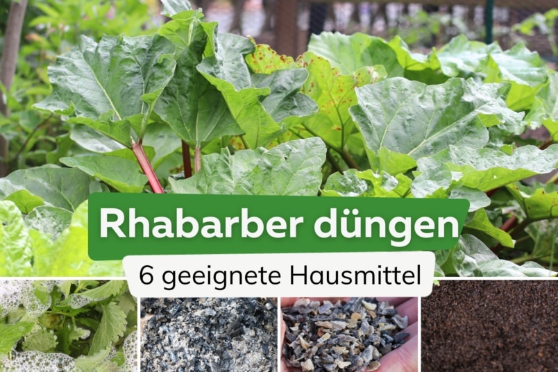 Womit Rhabarber düngen? 6 wirksame Hausmittel