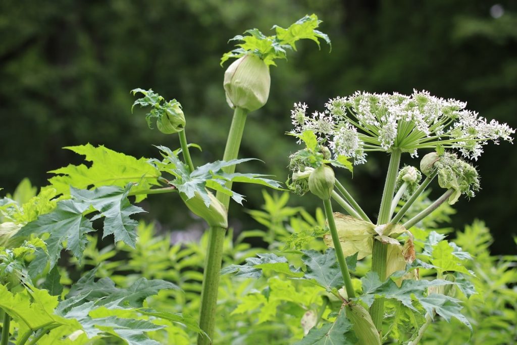 Riesen-Bärenklau - Heracleum mantegazzianum