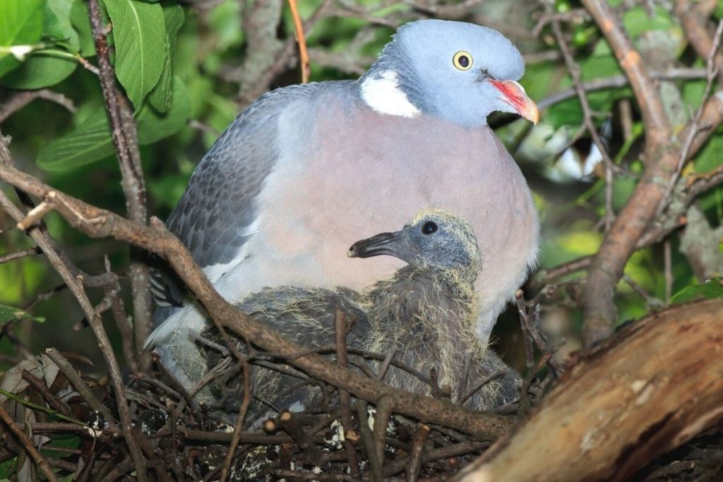 Ringeltaube brütet im Baum