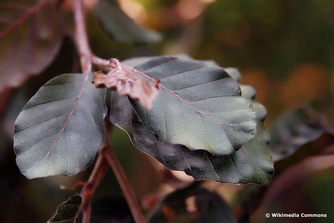 Rote Hängebuche - Fagus sylvatica 'Purple Fountain'