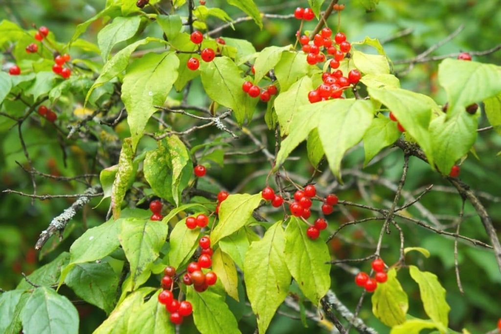 Rote Heckenkirsche - Lonicera xylosteum