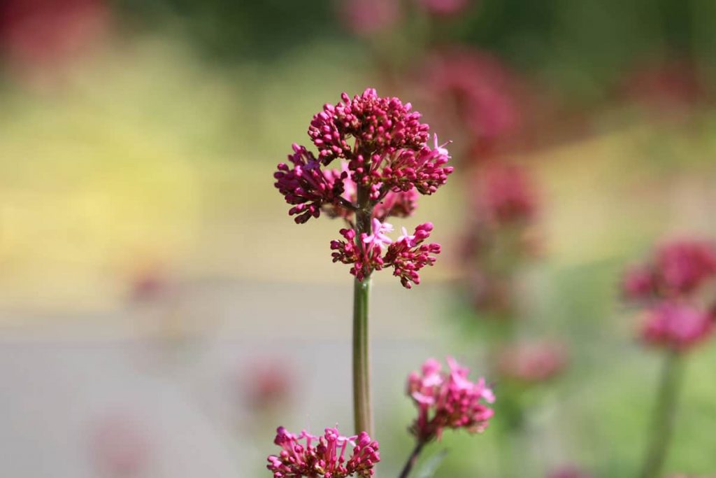 Rote Spornblume - Centranthus ruber