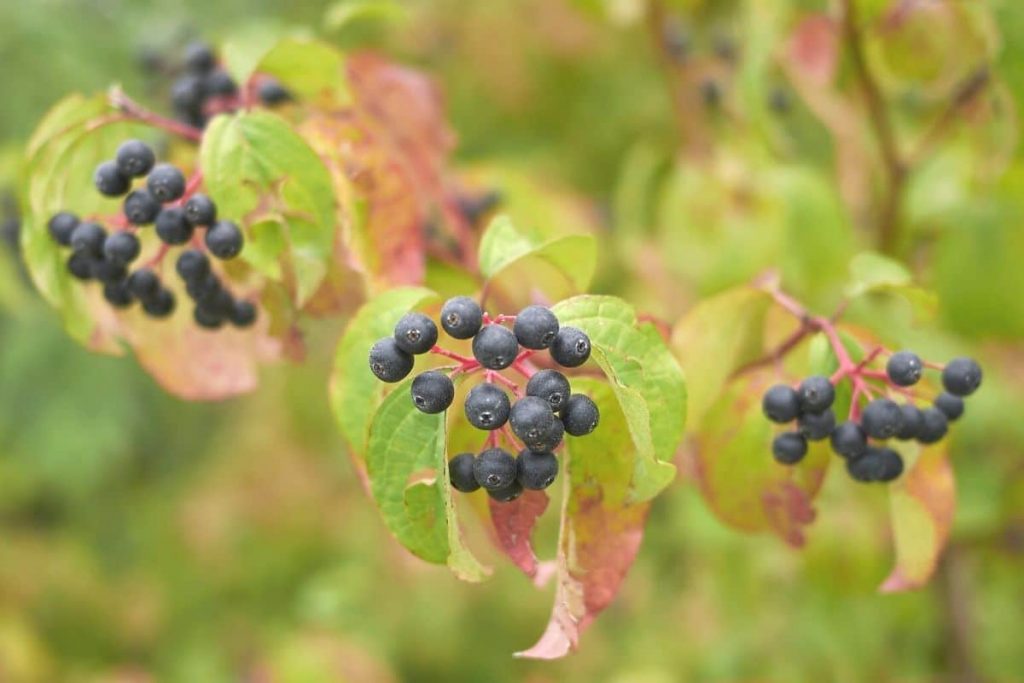 Roter Hartriegel - Cornus sanguinea