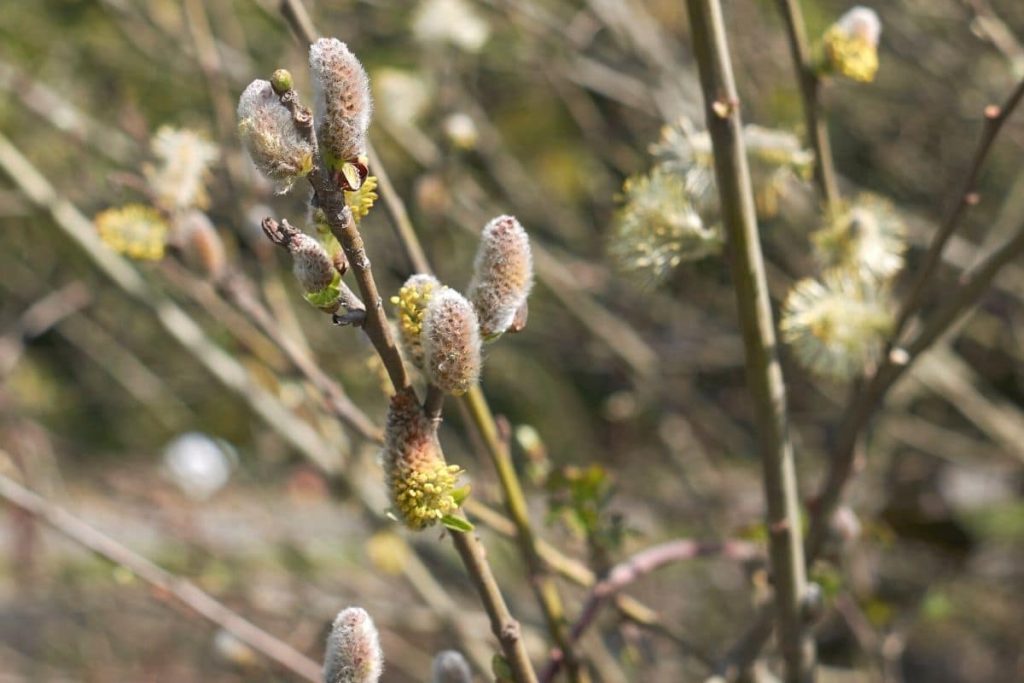 Sal-Weide - Salix caprea