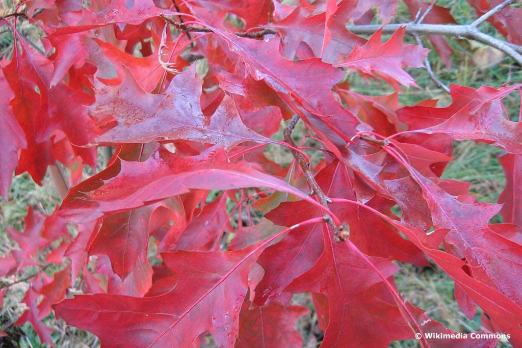 Scharlach-Eiche (Quercus coccinea)