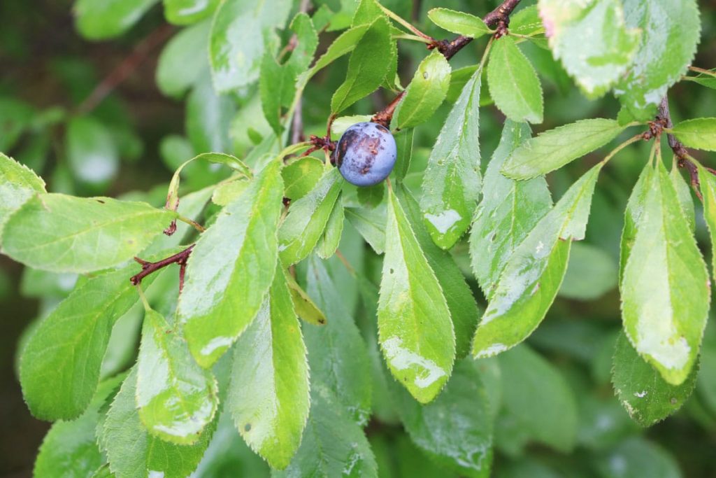 Schlehdorn - Prunus spinosa