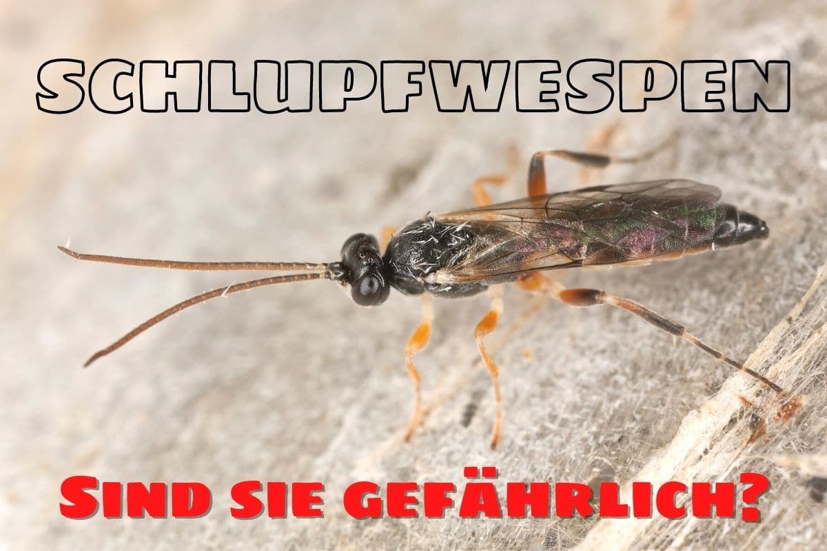 Sind Schlupfwespen gefährlich - Schlupfwespe auf Gespinst der Traubenkirschen-Gespinstmotte