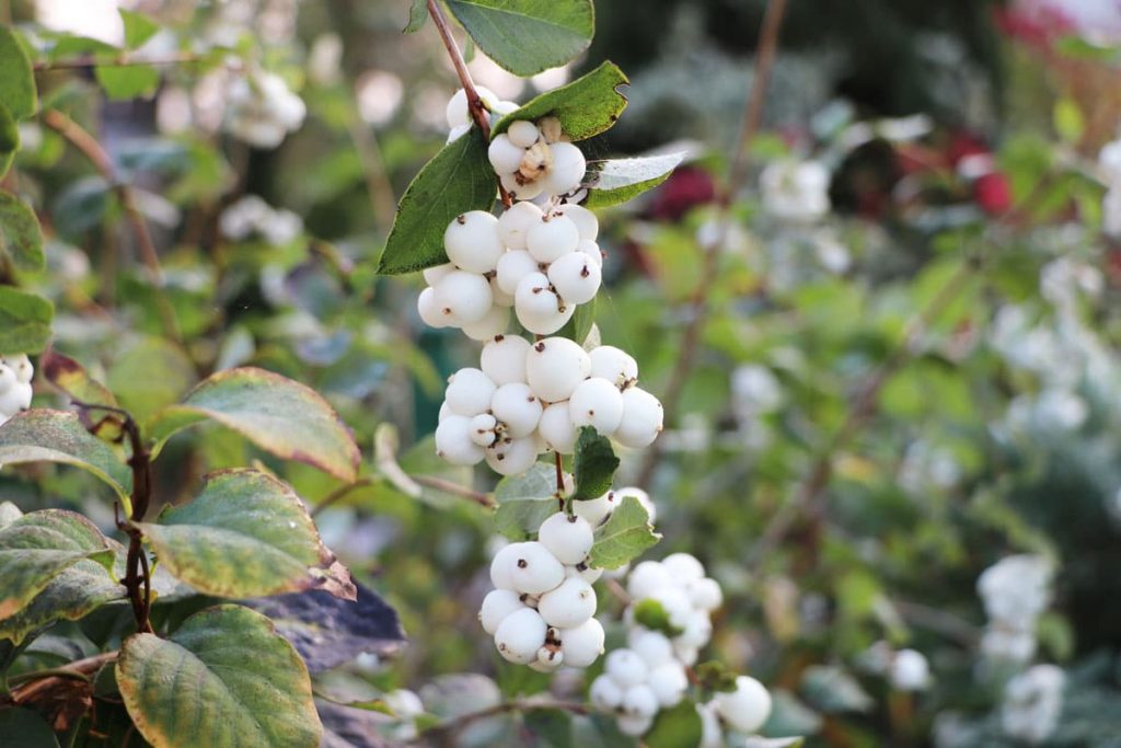 Schneebeere - Symphoricarpos albus